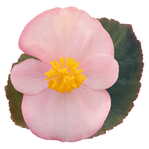   BIG Soft Pink Bronze Leaf