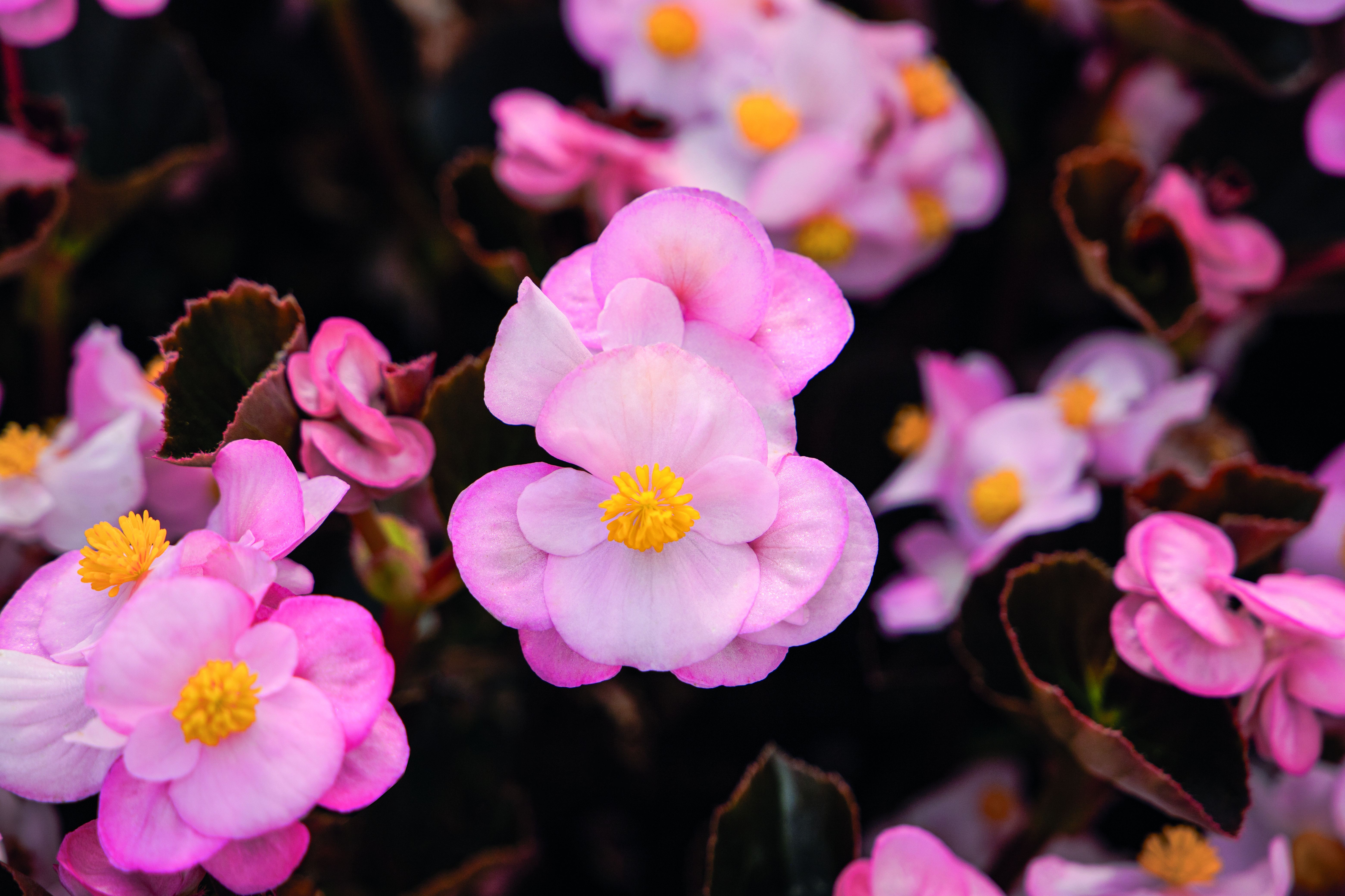 
                        Begonia
             
                        x benariensis F₁
             
                        BIG®
             
                        Soft Pink Bronze Leaf
            