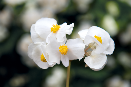 Begonia
x benariensis F₁
BIG
White Green Leaf