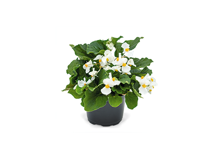 Begonia
x benariensis F₁
BIG
White Green Leaf
