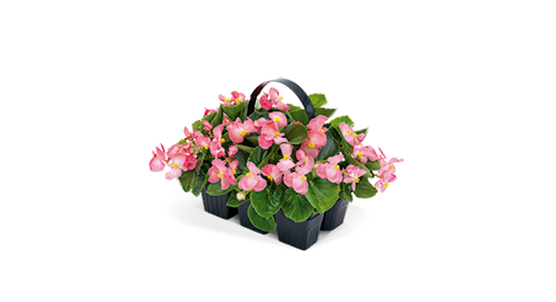 
                        Begonia
             
                        x benariensis F₁
             
                        BIG
             
                        Pink Green Leaf
            