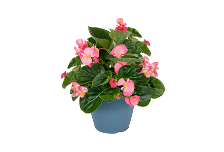 
                        Begonia
             
                        x benariensis F₁
             
                        BIG®
             
                        Deep Pink Green Leaf
            