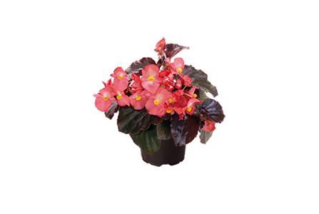 Begonia
x benariensis F₁
BIG®
Pink Bronze Leaf
