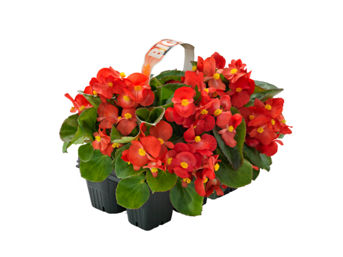 Begonia
x benariensis F₁
BIG®
Red Green Leaf