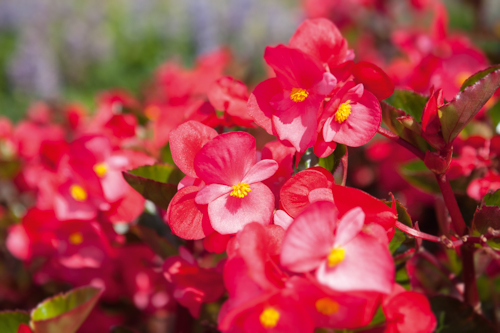 Begonia
x benariensis F₁
BIG®
Rose Green Leaf