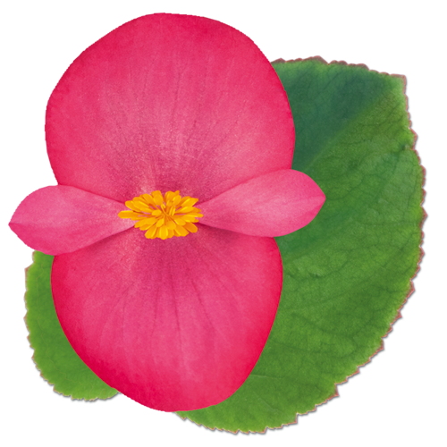 BIG® Rose Green Leaf