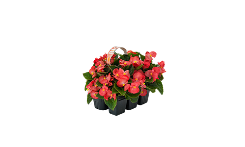 Begonia
x benariensis F₁
BIG®
Rose Green Leaf