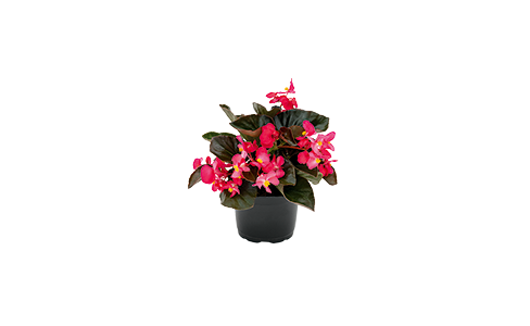 Begonia
x benariensis F₁
BIG®
Deep Rose Bronze Leaf