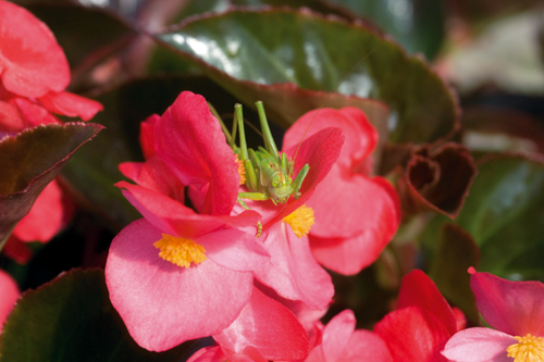 Begonia
x benariensis F₁
BIG®
Rose Bronze Leaf