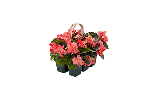 Begonia
             
                        x benariensis F₁
             
                        BIG®
             
                        Rose Bronze Leaf