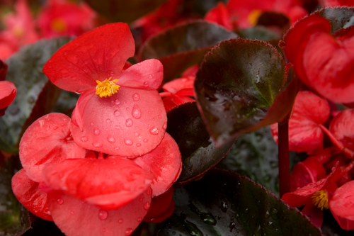 Begonia
x benariensis F₁
BIG®
Red Bronze Leaf