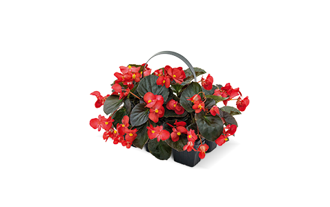 
                        Begonia
             
                        x benariensis F₁
             
                        BIG®
             
                        Red Bronze Leaf
            
