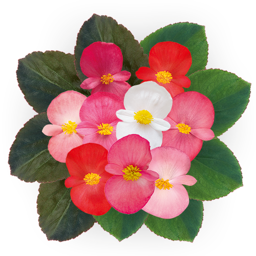Begonia x benariensis F₁ BIG