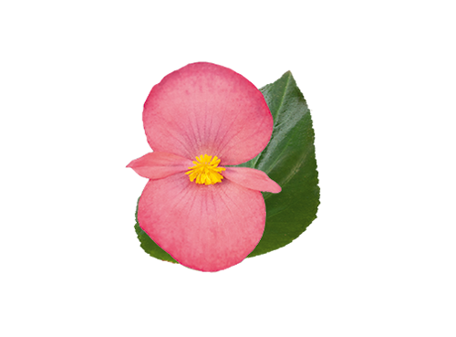 
                        Begonia
             
                        x benariensis F₁
             
                        BIG® DeluXXe®
             
                        Rose Green Leaf
            