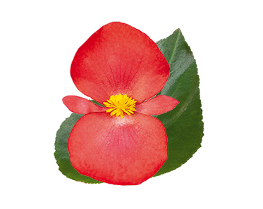 flowerページ Begonia x benariensis F₁ BIG® DeluXXe Red Green Leaf | Benary