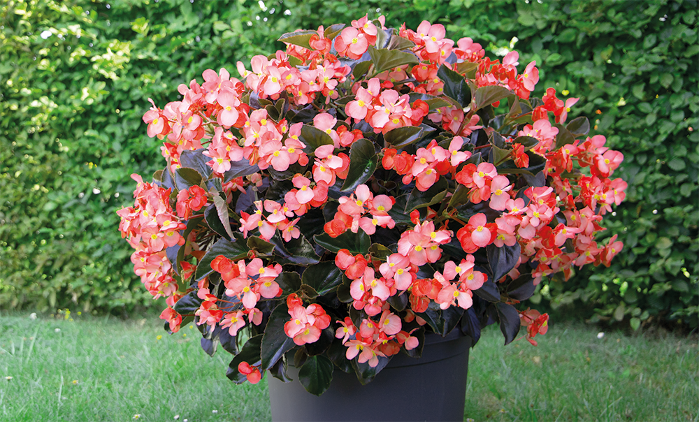 
                        Begonia
             
                        x benariensis F₁
             
                        BIG® DeluXXe
             
                        Salmon Bronze Leaf 
            