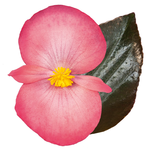 Begonia x benariensis F₁ BIG® DeluXXe Salmon Bronze Leaf