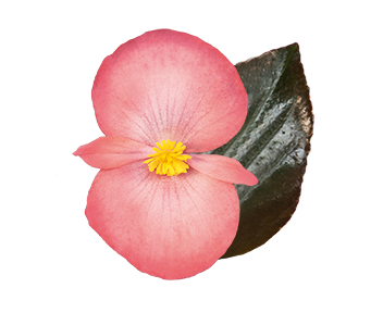 
                        Begonia
             
                        x benariensis F₁
             
                        BIG® DeluXXe
             
                        Salmon Bronze Leaf 
            