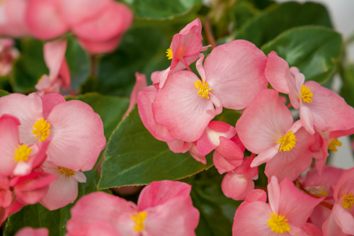 Begonia x benariensis F₁ BIG® DeluXXe Pink Green Leaf | Benary