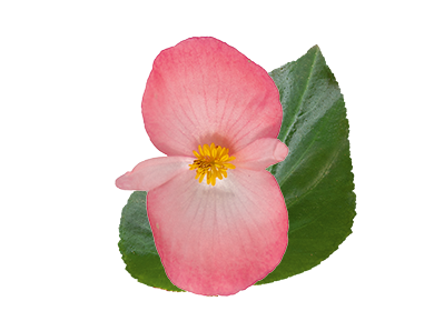 Begonia x benariensis F₁ BIG® DeluXXe Pink Green Leaf | Benary