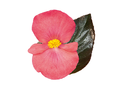 
                        Begonia
             
                        x benariensis F₁
             
                        BIG® DeluXXe®
             
                        Rose Bronze Leaf
            