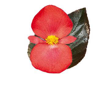 
                        Begonia
             
                        x benariensis F₁
             
                        BIG® DeluXXe
             
                        Red Bronze Leaf
            