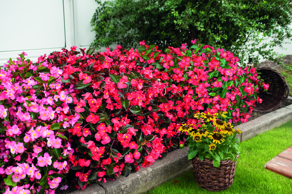 Begonia
x benariensis F₁
BIG® DeluXXe