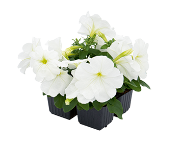 
                        Petunia
             
                        x hybrida F₁
             
                        BOOM!™ HD
             
                        White
            
