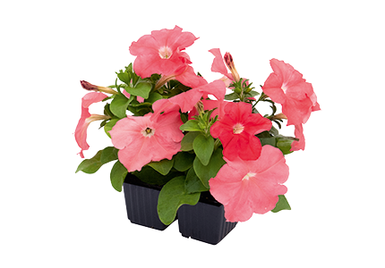 
                        Petunia
             
                        x hybrida F₁
             
                        BOOM!™ HD
             
                        Salmon
            
