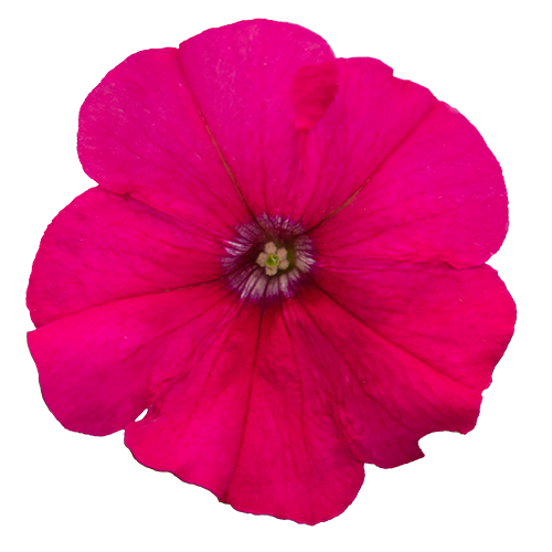 Petunia x hybrida F₁ BOOM!™ HD Rose