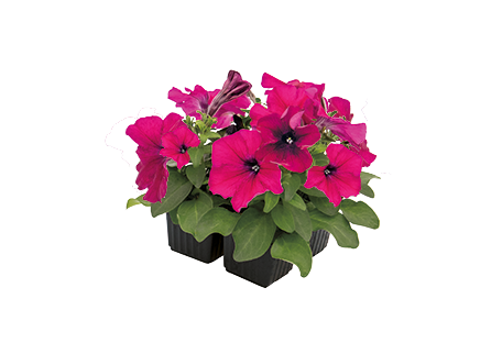 
                        Petunia
             
                        x hybrida F₁
             
                        BOOM!™ HD
             
                        Rose
            