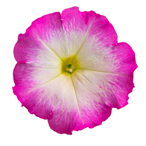   BOOM!™ HD Rose Morn