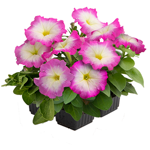 
                        Petunia
             
                        x hybrida F₁
             
                        BOOM!™ HD
             
                        Rose Morn
            