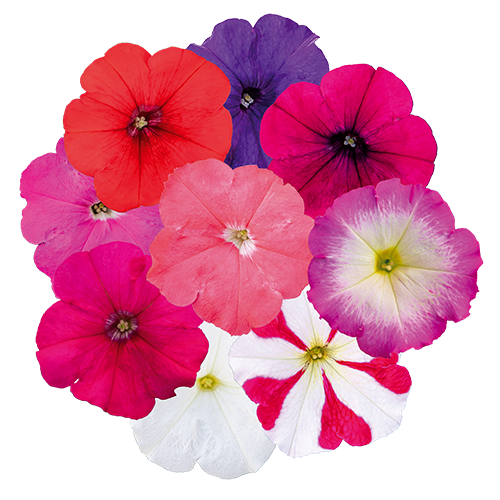 Petunia x hybrida F₁ BOOM!™ HD 