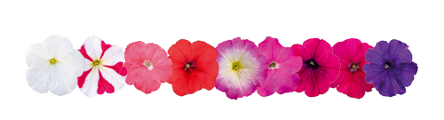 
                        Petunia
             
                        x hybrida F₁
             
                        BOOM!™ HD
             
                        Maxi Mix
            