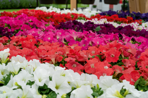 Petunia
x hybrida F₁
BOOM!™ HD