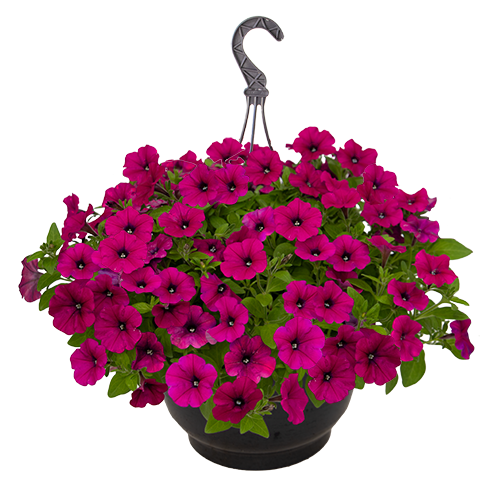 
                        Petunia
             
                        x hybrida F₁
             
                        BOOM!™ TR
             
                        Purple
            