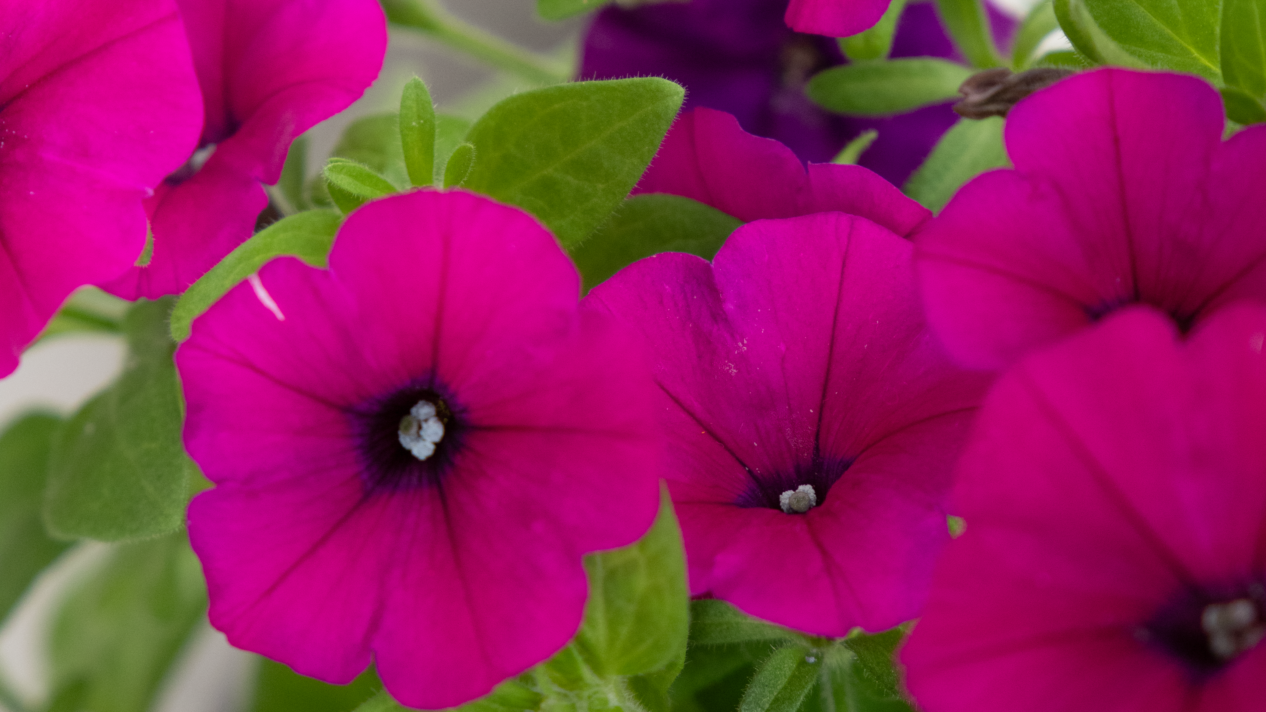 
                        Petunia
             
                        x hybrida F₁
             
                        BOOM!™ TR
             
                        Purple
            