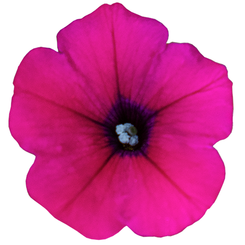 Petunia x hybrida F₁ BOOM!™ TR Purple