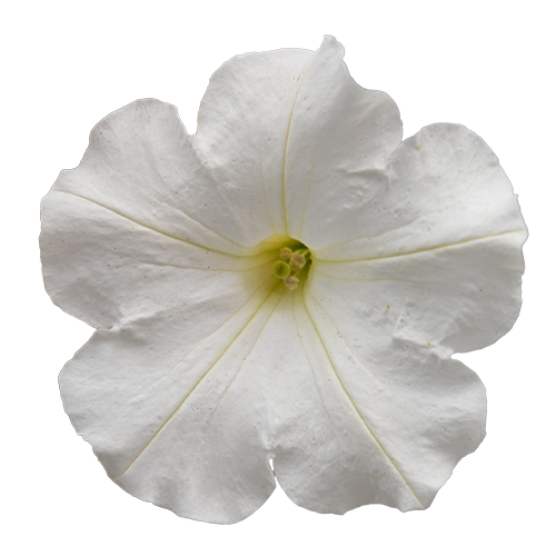 Petunia x hybrida F₁ BOOM!™ TR White