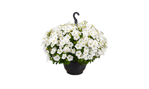 
                        Petunia
             
                        x hybrida F₁
             
                        BOOM!™ TR
             
                        White
            