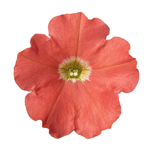 Petunia x hybrida F₁ BOOM!™ TR Coral
