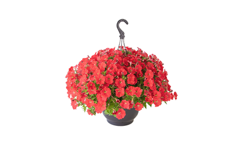 
                        Petunia
             
                        x hybrida F₁
             
                        BOOM!™ TR
             
                        Coral
            