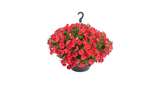 Petunia
x hybrida F₁
BOOM!™ TR
Red