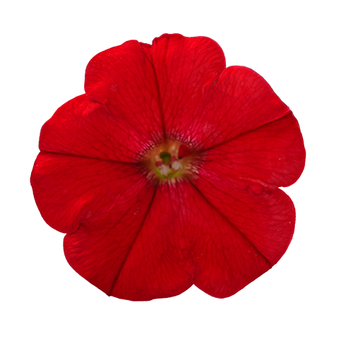Petunia x hybrida F₁ BOOM!™ TR Red