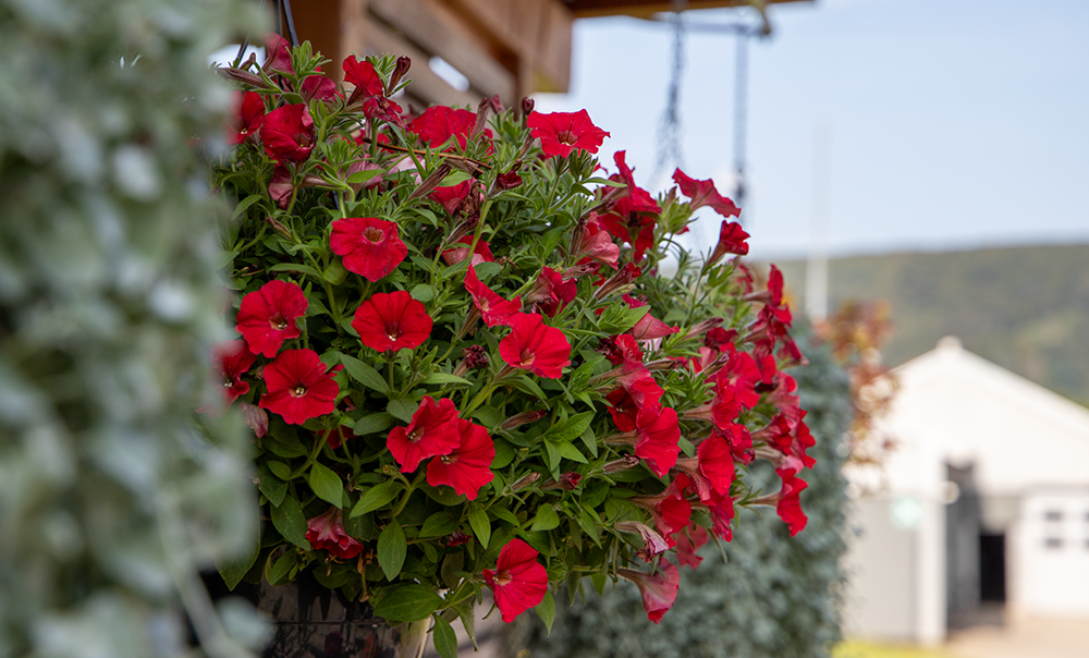 
                        Petunia
             
                        x hybrida F₁
             
                        BOOM!™ TR
             
                        Red
            