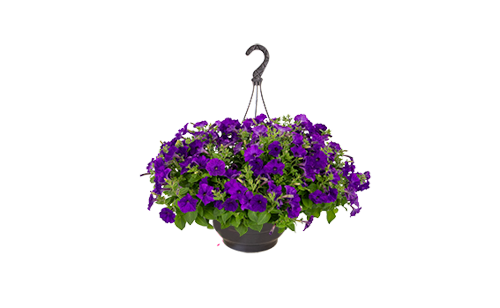 
                        Petunia
             
                        x hybrida F₁
             
                        BOOM!™ TR
             
                        Blue
            