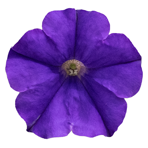 Petunia x hybrida F₁ BOOM!™ TR Blue