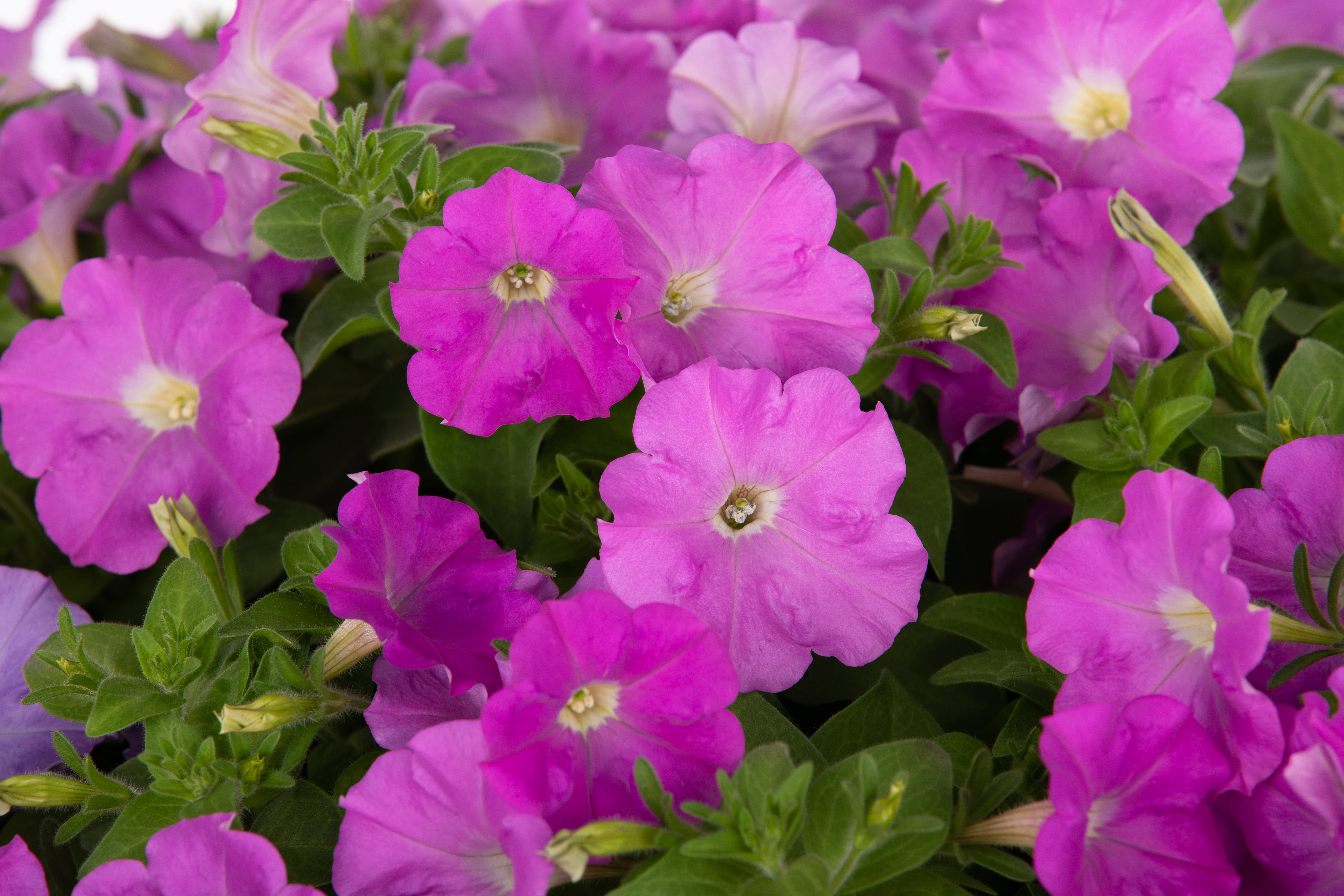 
                        Petunia
             
                        x hybrida F₁
             
                        BOOM!™ TR
             
                        Lavender
            