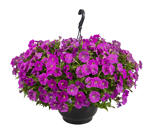 
                        Petunia
             
                        x hybrida F₁
             
                        BOOM!™ TR
             
                        Lavender
            